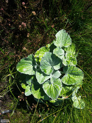 Senecio verbascifolius