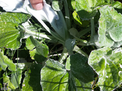 Senecio verbascifolius