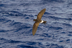 New Caledonian Storm Petrel photo 3