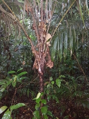 Astrocaryum mexicanum