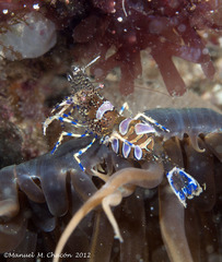 Periclimenes sagittifer