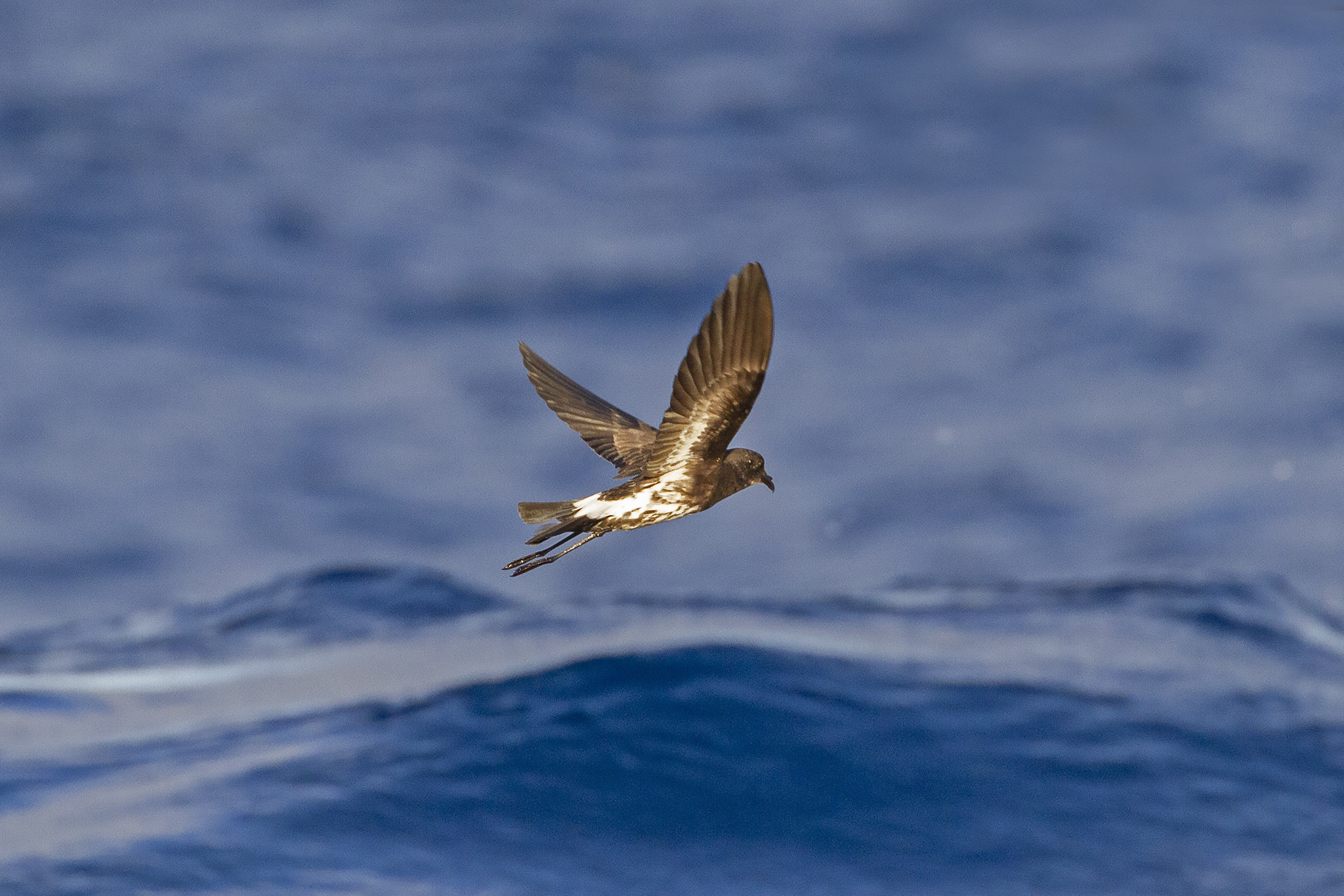 New Caledonian Storm-Petrel illustration