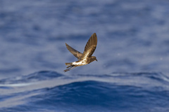 New Caledonian Storm Petrel photo 2