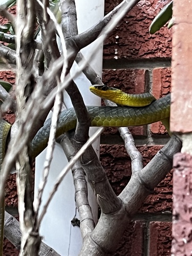 Common Tree Snake sighting
