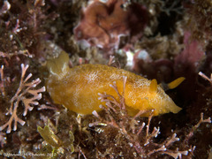 Doriopsilla areolata