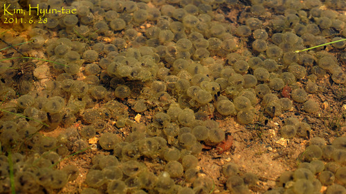 Oriental Fire-bellied Toad