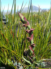 Disa ophrydea