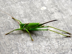 Neobarrettia sinaloae