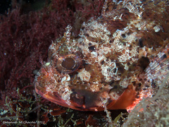 Scorpaena notata