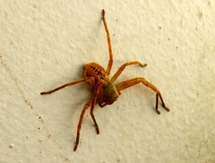 Curicaberis culiacan