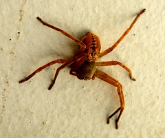 Curicaberis culiacan