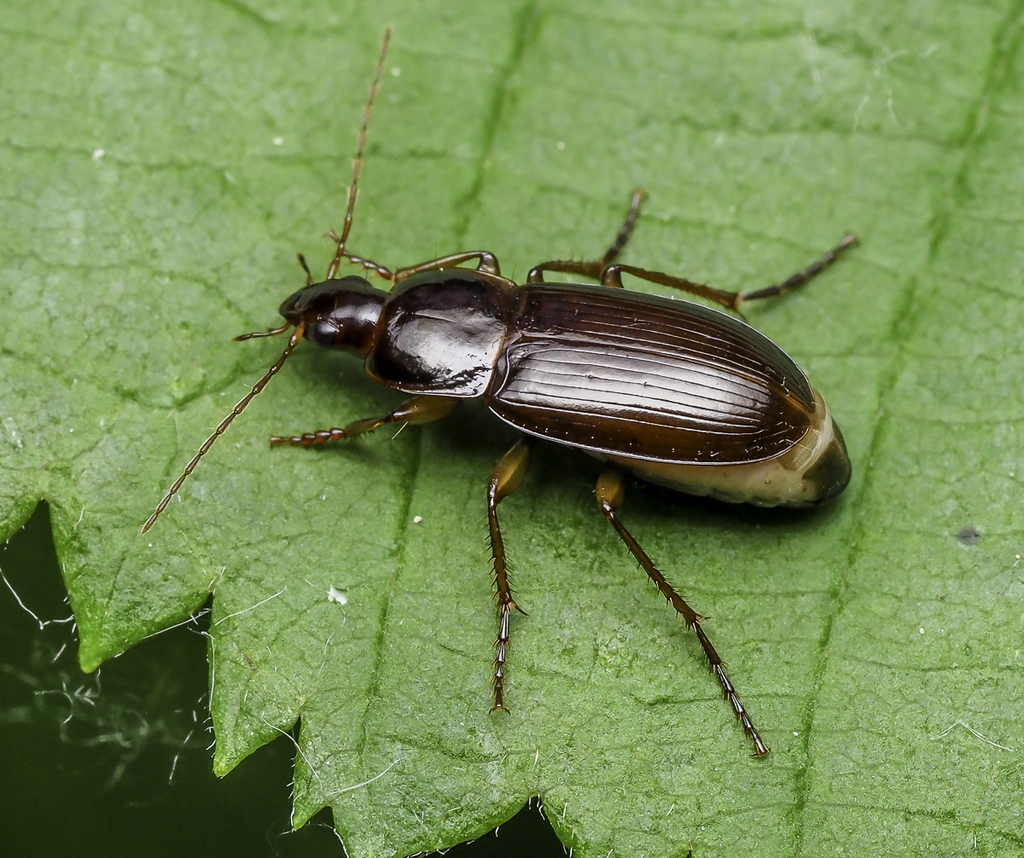 Calathus ingratus