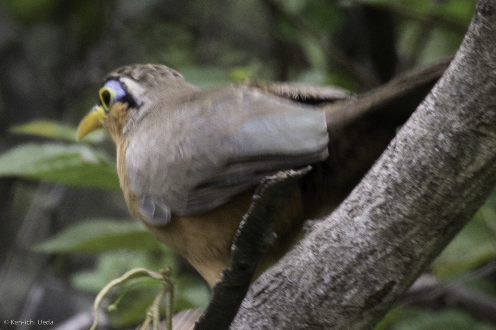 Lesser Ground-Cuckoo illustration