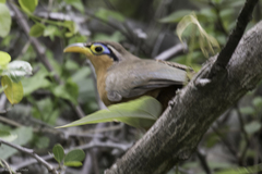 Morococcyx erythropygus