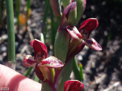 Disa ophrydea