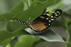 Heliconius hecale zuleika