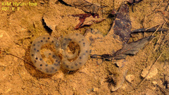 Hynobius leechii