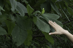 Tabernaemontana glabra