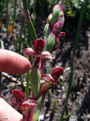 Disa ophrydea