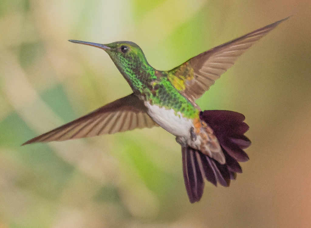 Snowy-Bellied Hummingbird