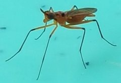 Telostylus philippinensis