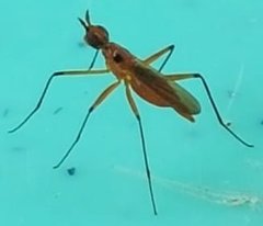 Telostylus philippinensis