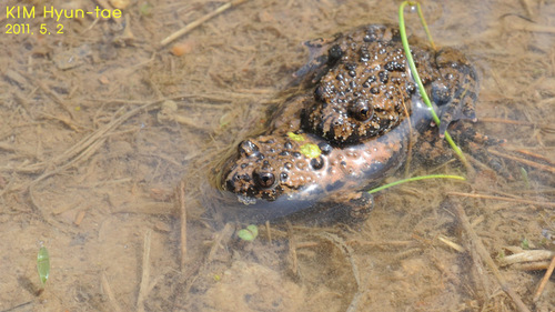 Oriental Fire-bellied Toad