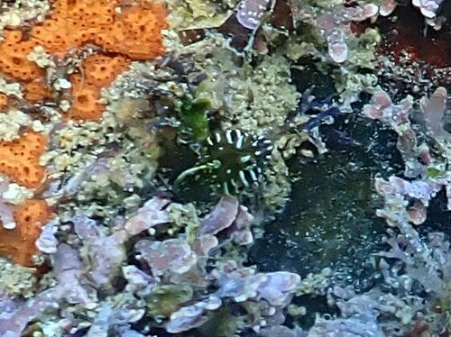 Barcheek blenny (Coralliozetus boehlkei) — Chaenopsidae — 3