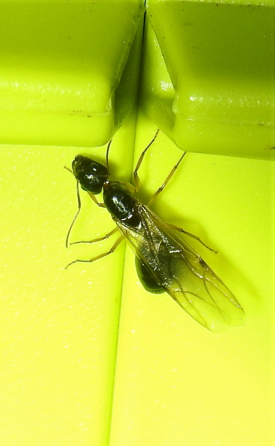 Camponotus humilior
