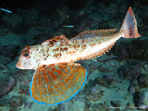 Streaked Gurnard