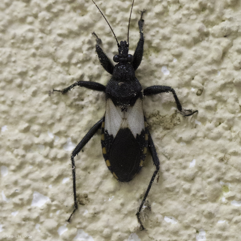 Tamaulipan White-winged Assassin