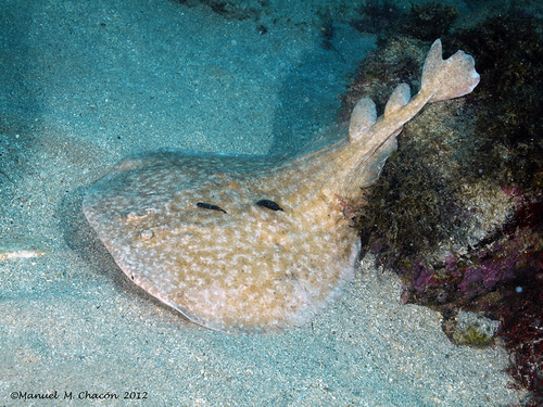 Common crampfish (Torpedo marmorata) — Torpedinidae