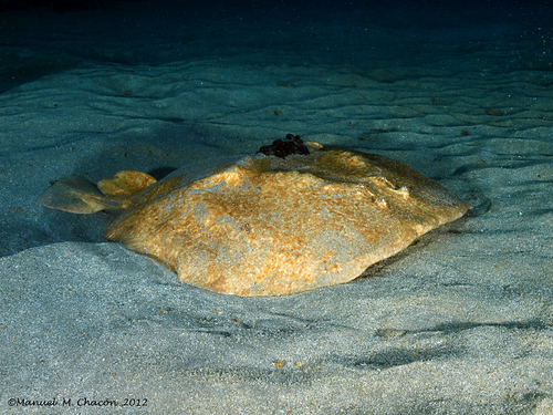 Common crampfish (Torpedo marmorata) — Torpedinidae — 2