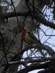 Platycercus eximius diemenensis