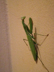 Mantis religiosa