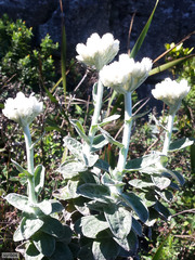 Helichrysum fruticans