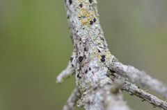 Tryblidiopsis pinastri