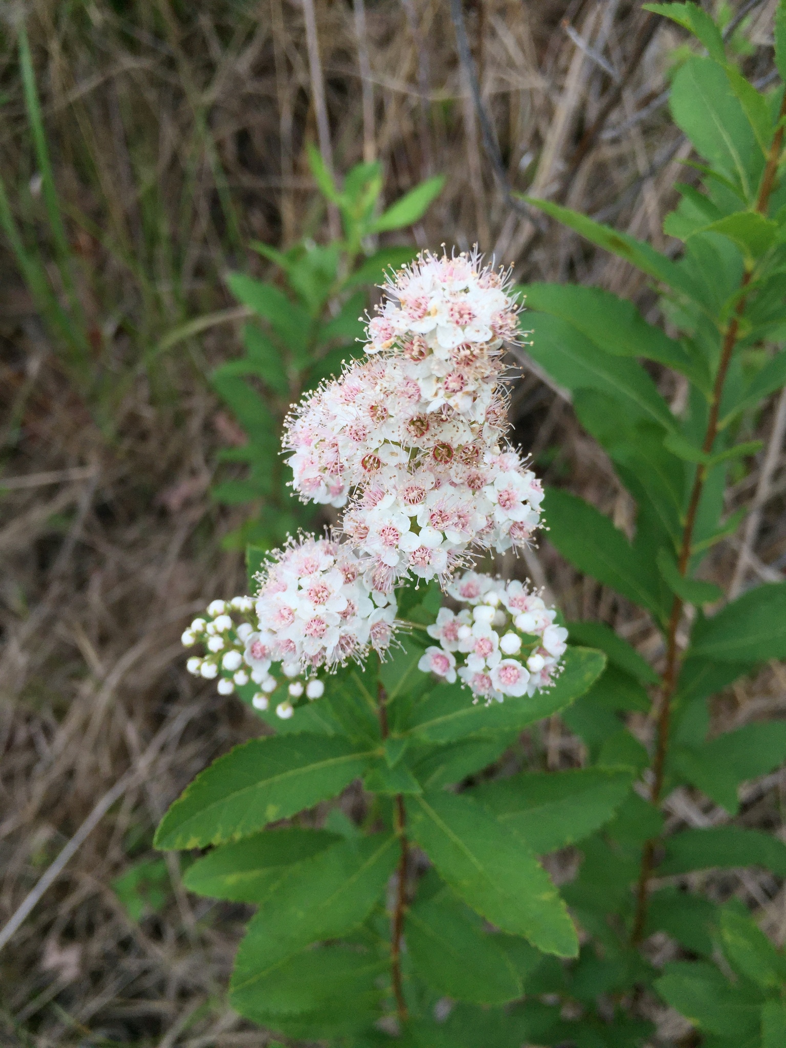 Spiraea alba var. alba