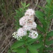 Narrowleaf White Meadowsweet - Photo no rights reserved
