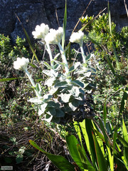 Helichrysum fruticans