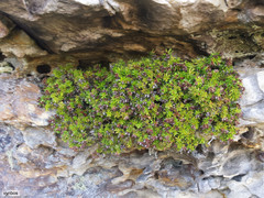 Erica depressa