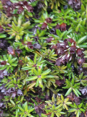 Erica depressa