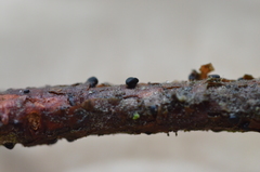 Tryblidiopsis pinastri