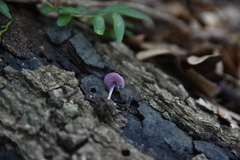 Pseudobaeospora murrillii