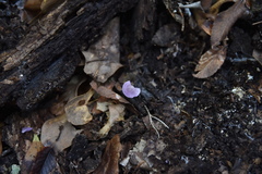 Pseudobaeospora murrillii