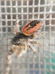Phidippus johnsoni