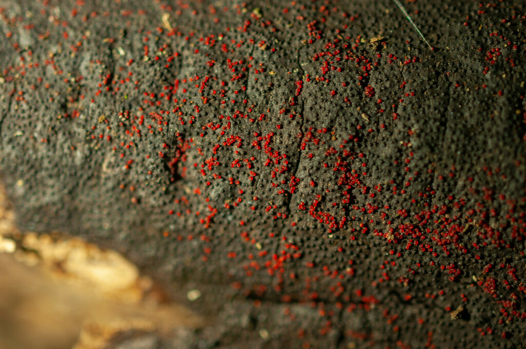 Pseudocosmospora eutypae