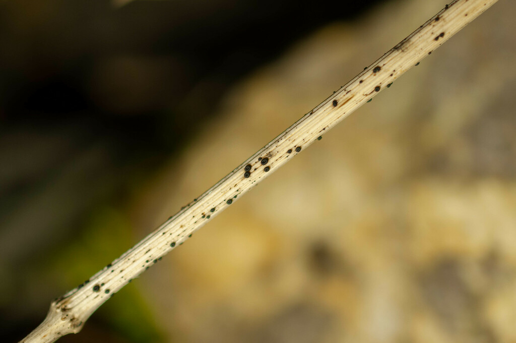 Heterosphaeriaceae