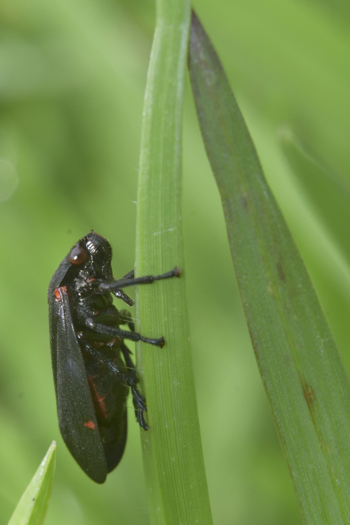 Prosapia ignifera
