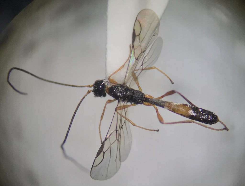 Coelinius